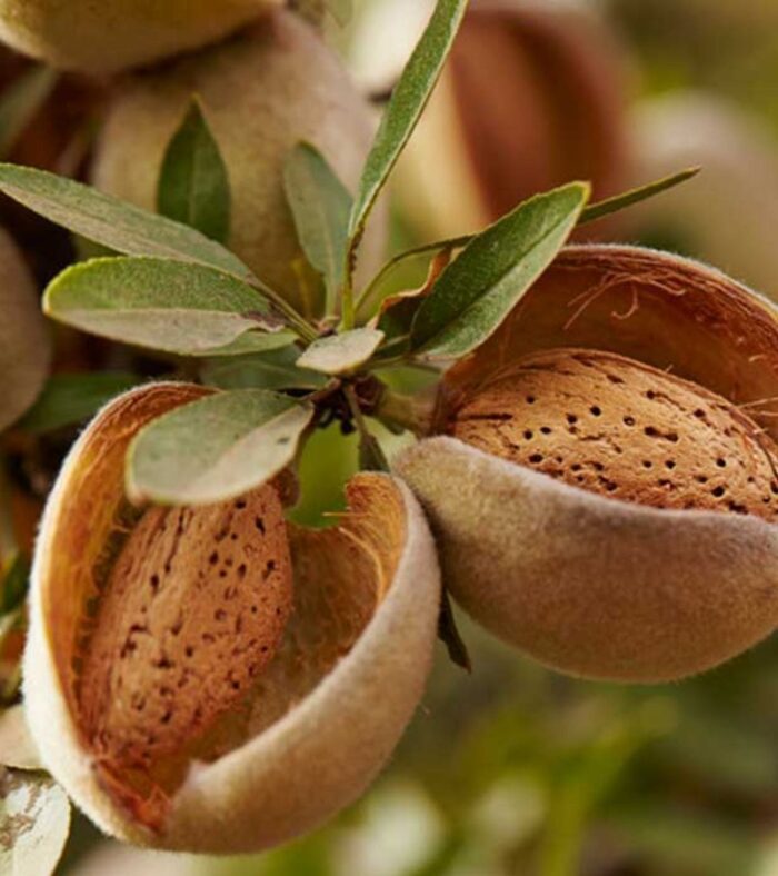 Bari Shell Almond thumbnail 4